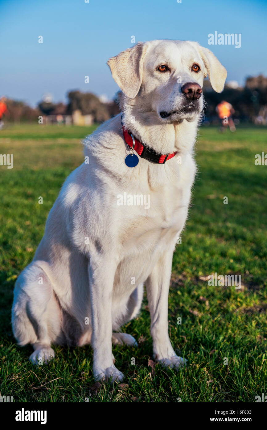 Porträt eines weißen weiblichen gemischt Labrador sitzen auf dem Rasen in einem städtischen Park an einem sonnigen Nachmittag. Stockfoto