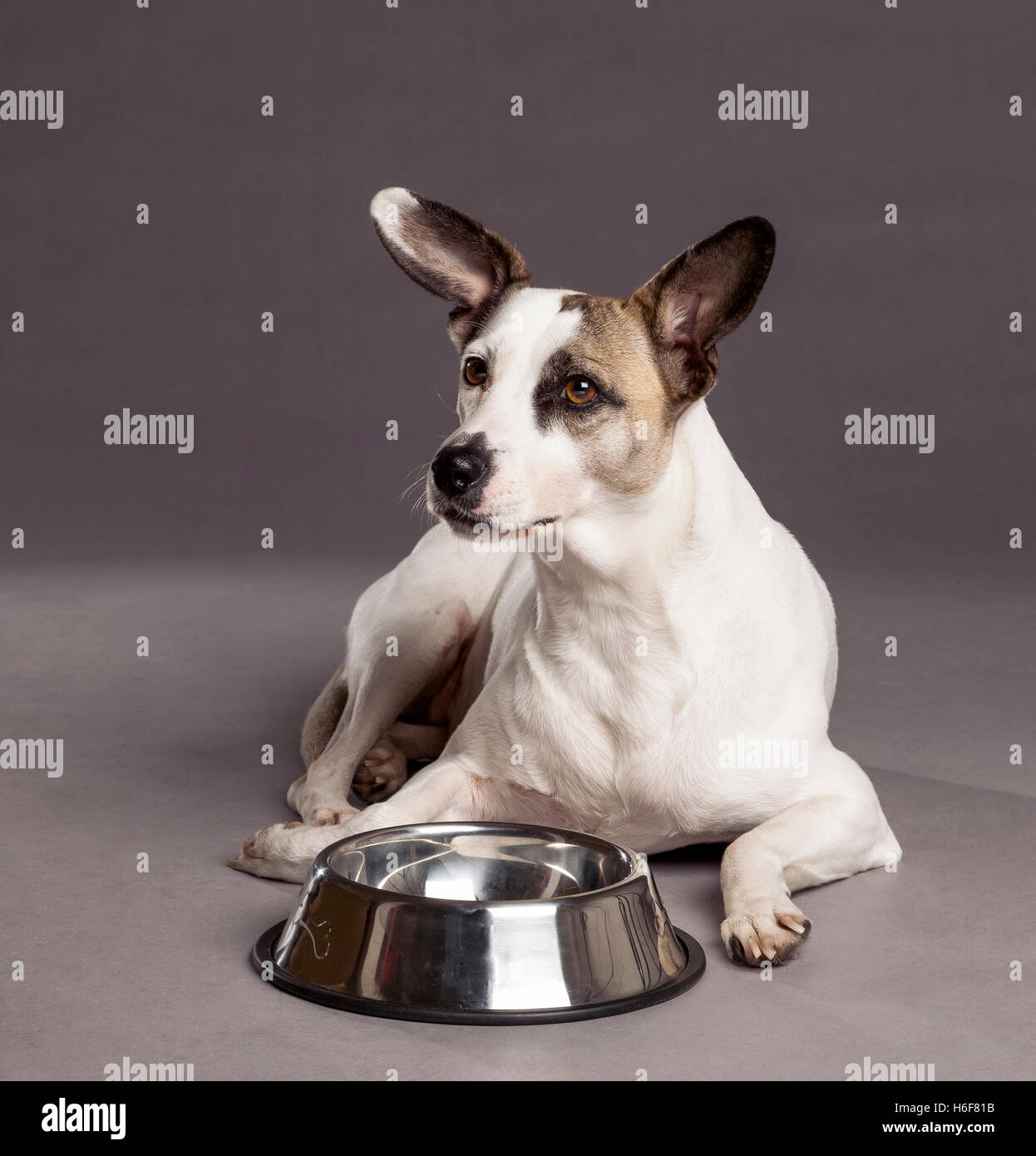 Studioaufnahme von einem Mischling Hund mit seinen Futternapf unter nachschlagen. Stockfoto