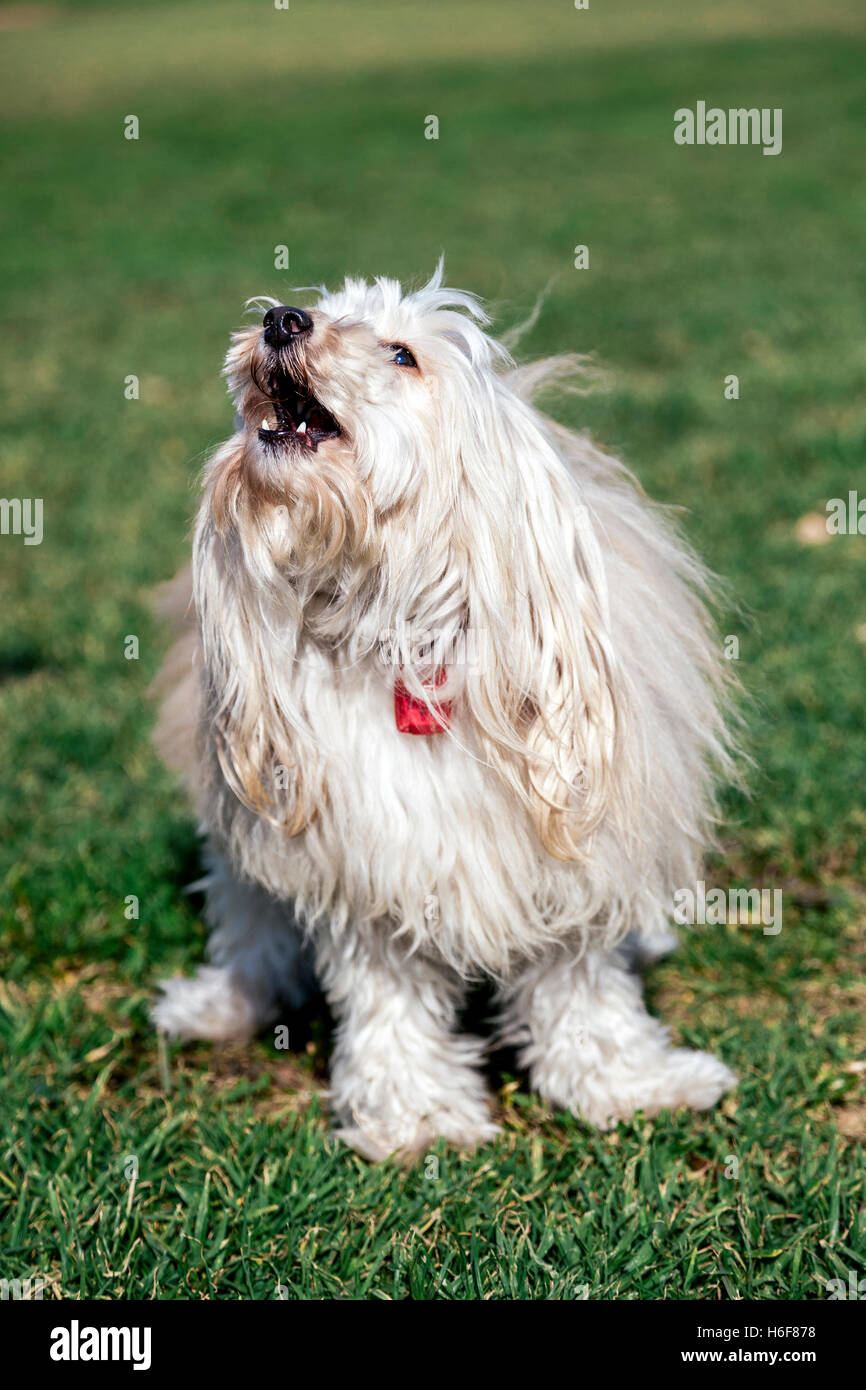 Porträt von einem Toypudel Hund sitzt in einem städtischen Park. Stockfoto