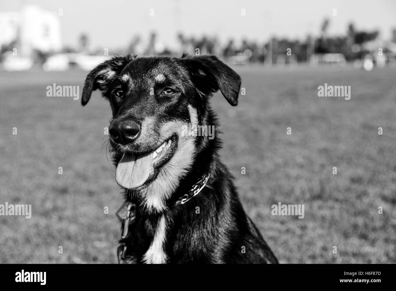 Beauceron mit Australian Shepherd Hund Portrait an einem sonnigen Tag in einem städtischen Park. Stockfoto