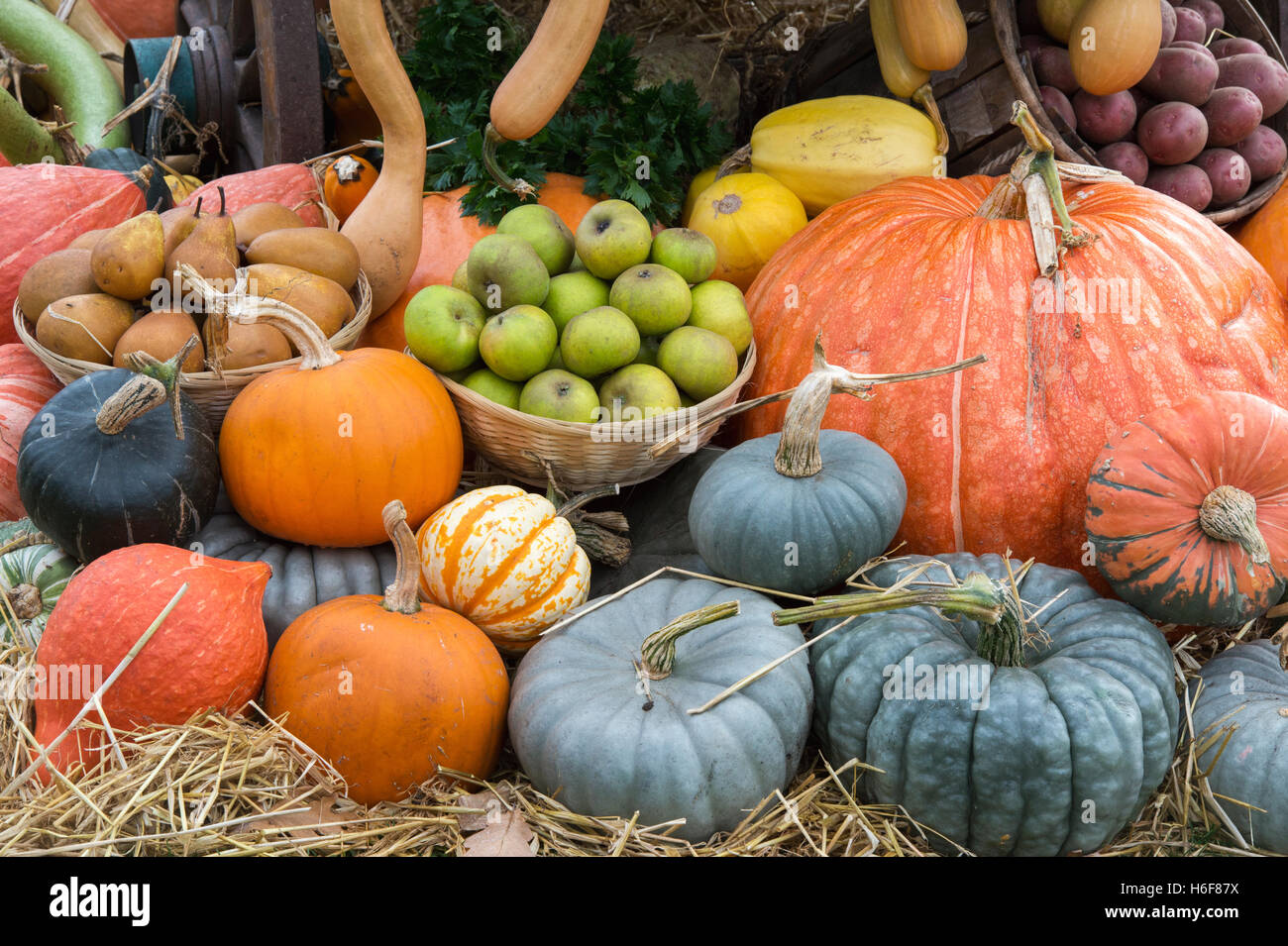 Kürbis, Kürbis und Obst anzeigen auf der RHS Wisley Herbst Show, Surrey, England Stockfoto