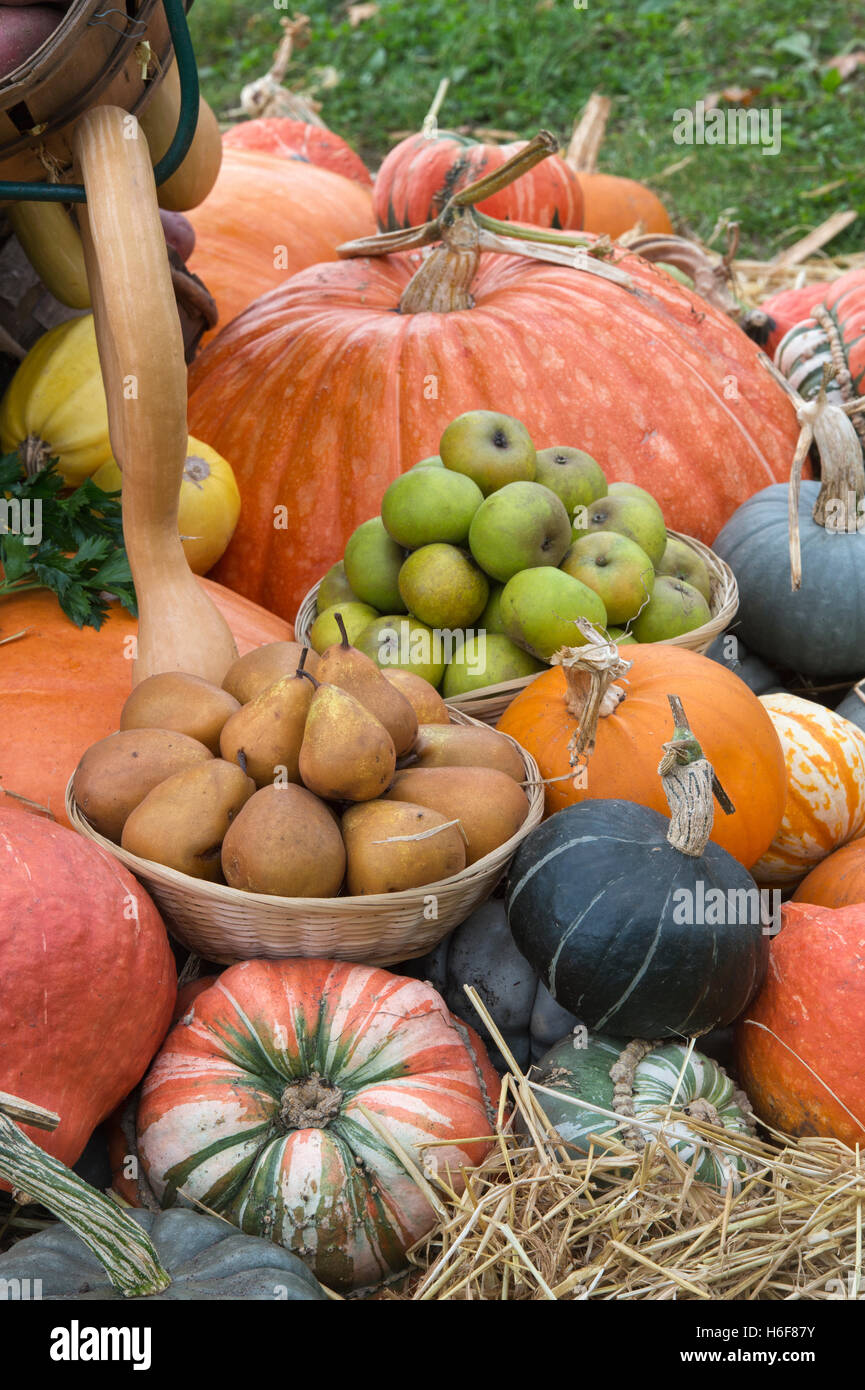 Kürbis, Kürbis und Obst anzeigen auf der RHS Wisley Herbst Show, Surrey, England Stockfoto