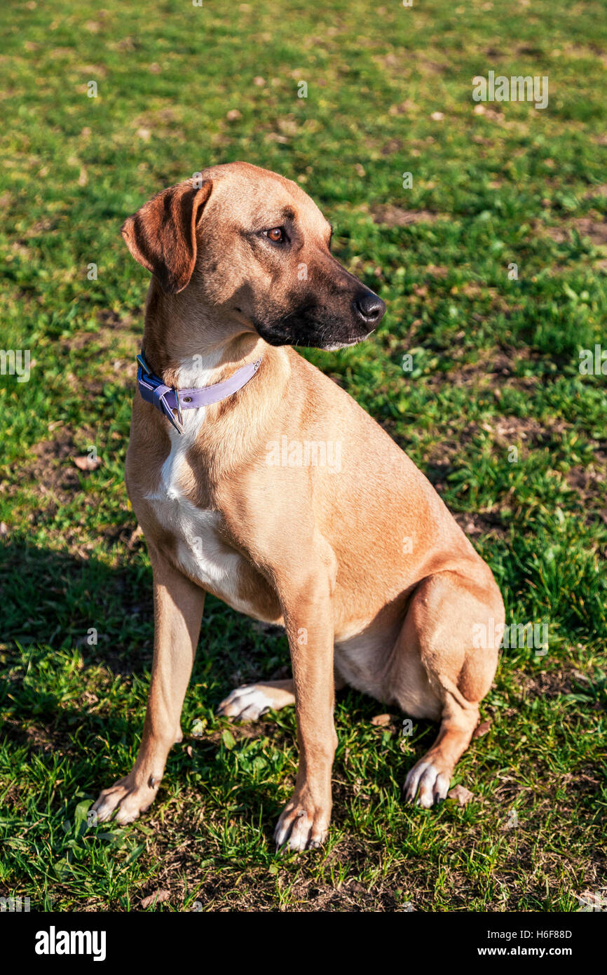 Porträt von einem Mischling Hund sitzt in einem Park. Stockfoto