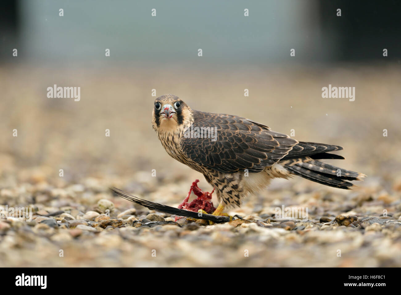 Wanderfalke / Wanderfalke ( Falco peregrinus ) sitzt auf einem Kiesdach auf einem Industriegebäude, auf einer Taube, Wildtiere, Europa. Stockfoto