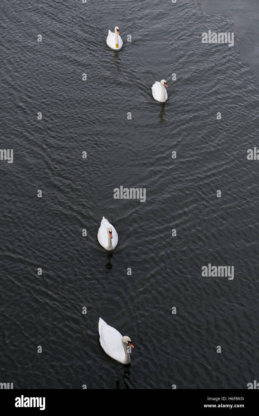 Vier weiße Schwäne schwimmen an Weichsel, Krakau, Polen Stockfoto