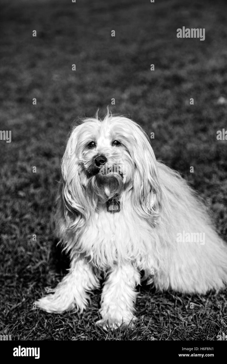 Porträt von einem Toypudel Hund sitzt in einem städtischen Park. Stockfoto