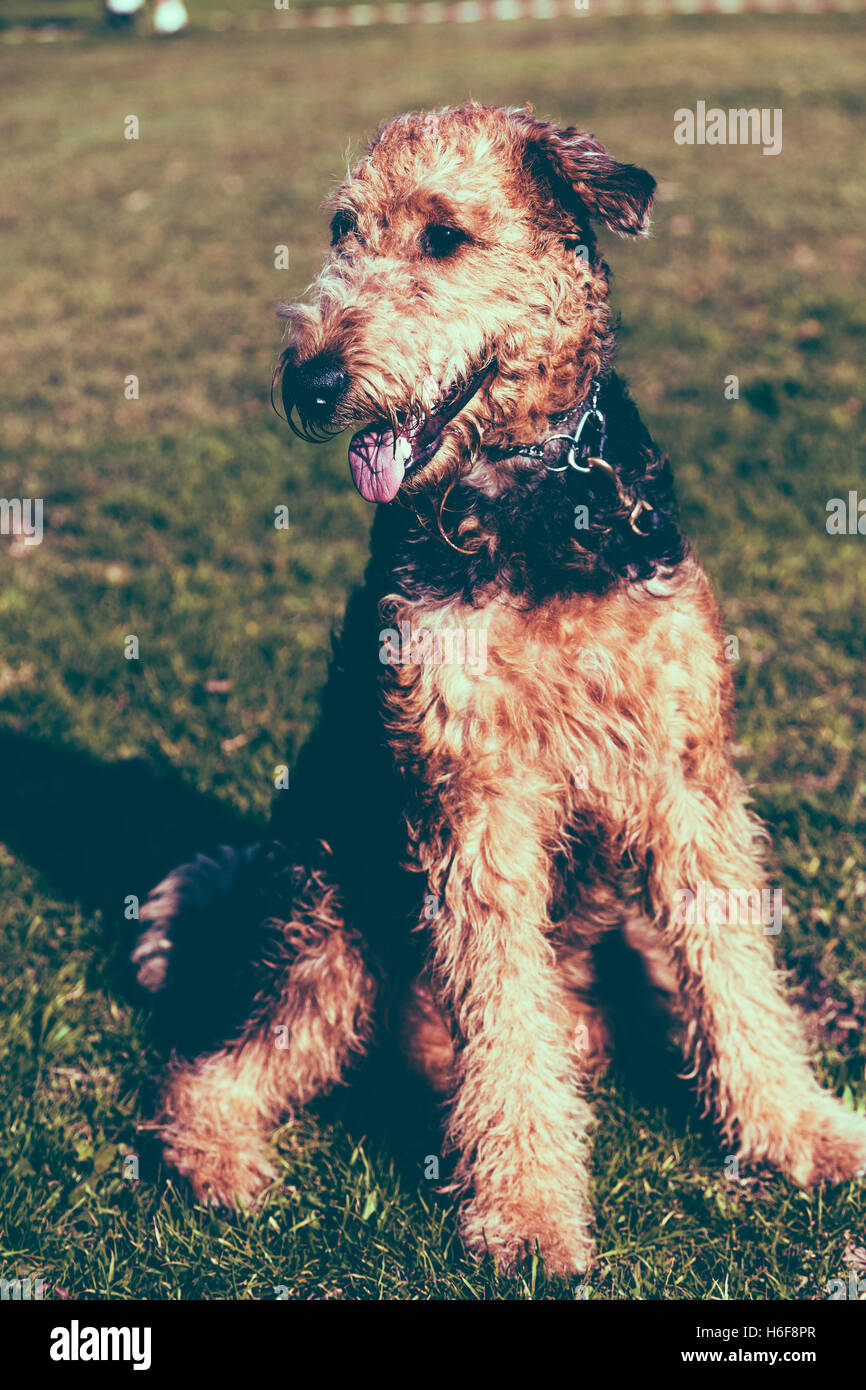 Porträt eines Airdale Terrier Hündin, sitzen auf dem Rasen von einem städtischen Park an einem sonnigen Tag. Stockfoto