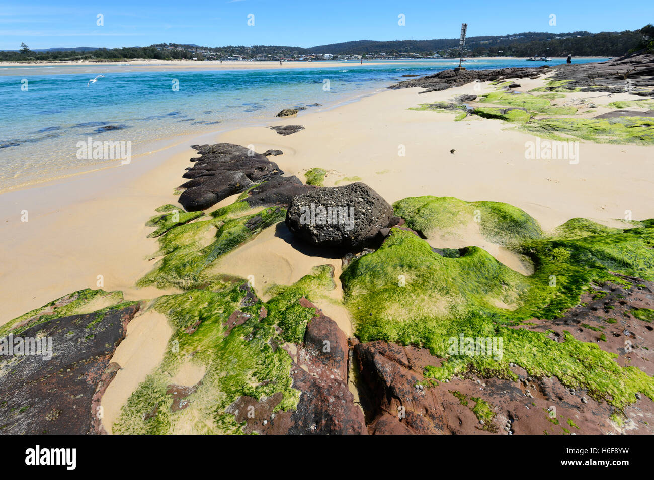 Grüne Algen am Strand, Merimbula, Sapphire Coast, New South Wales, NSW, Australien Stockfoto