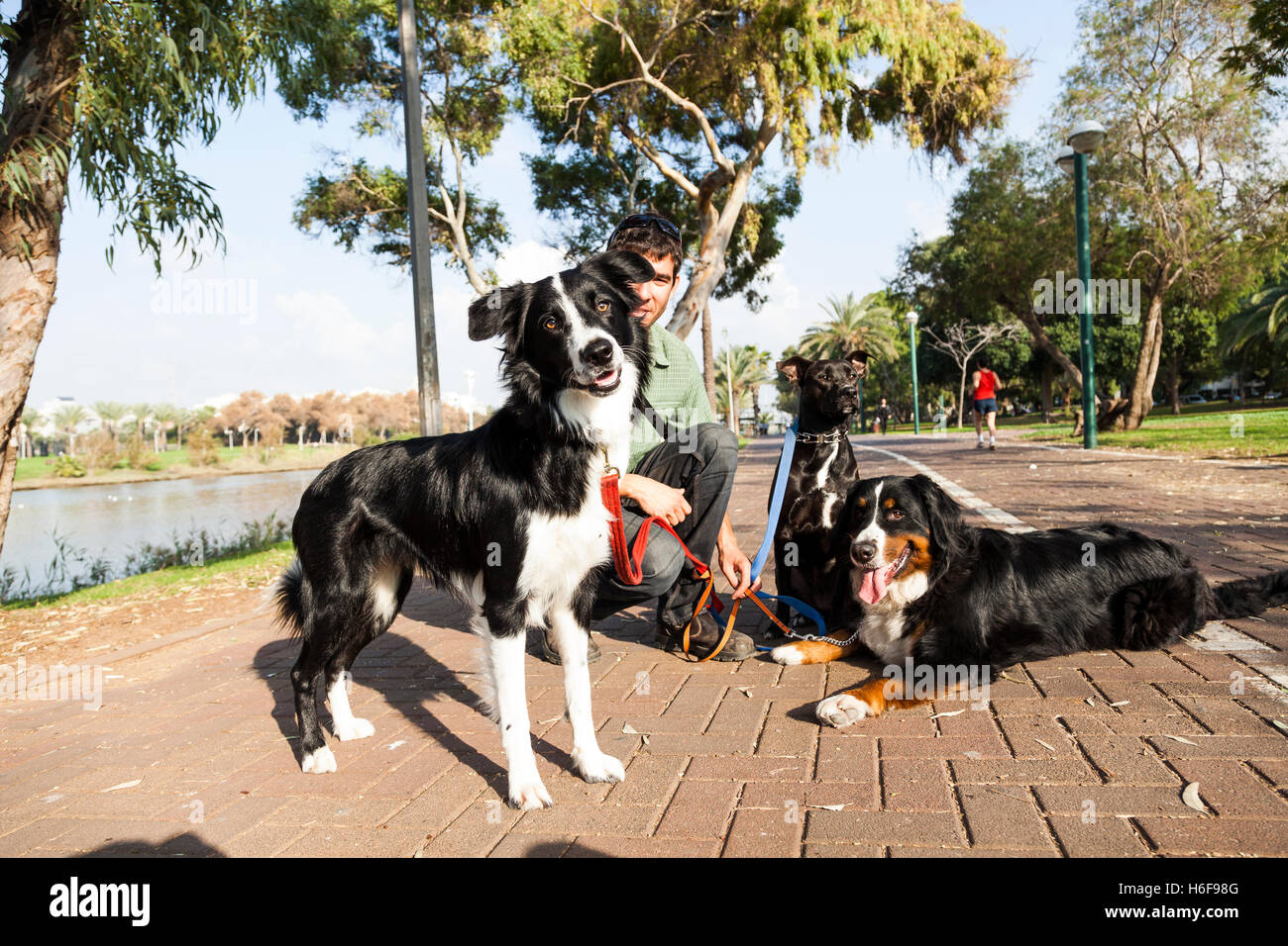 Ein Dogwalker Zeit mit drei Hunden in einem städtischen Park an einem sonnigen Tag zu verbringen. Stockfoto