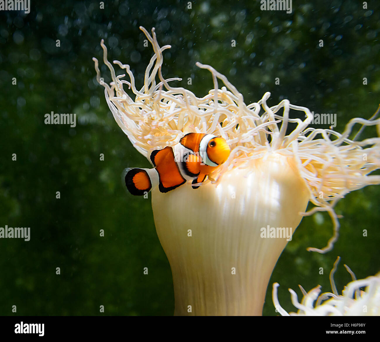 False Clown Anemonenfischen (Amphiprion ocellaris), Merimbula Aquarium, Sapphire Coast, New South Wales, NSW, Australien Stockfoto