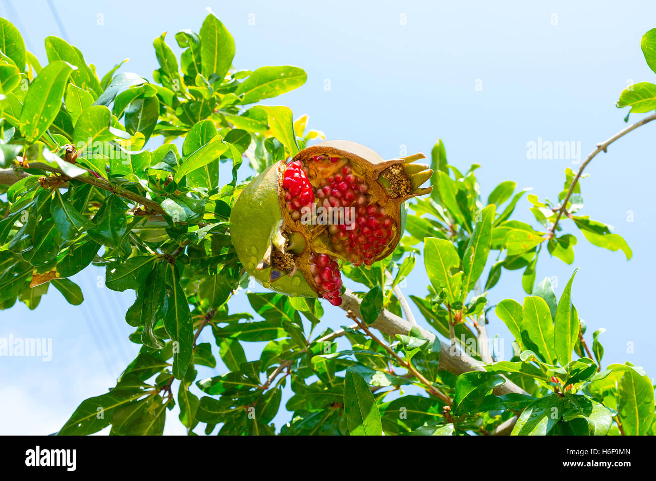 Die Spaltung in Tautropfen mit roten saftigen Samen drin, hängen an den grünen Zweig im Garten, Troodos Granatapfel öffnen Stockfoto