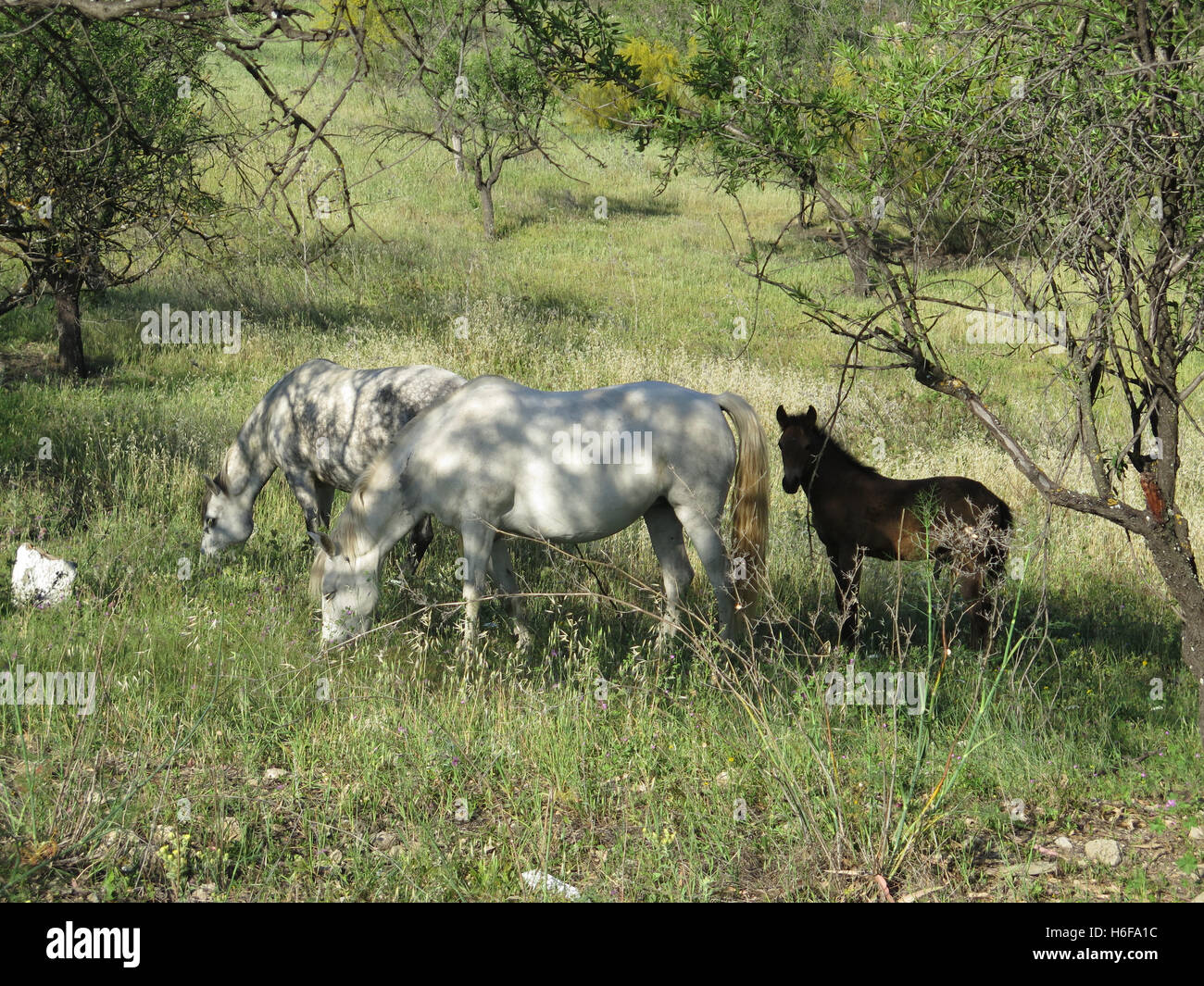 Graue Pferde und braune Fohlen im Bereich Essen Flughafer in Alora Landschaft Andalusiens Stockfoto