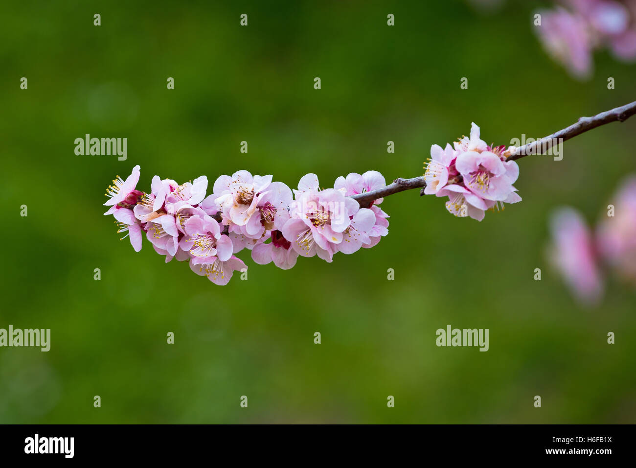 Strukturansicht Frühling Blüte Apricot auf grünem Hintergrund Stockfoto