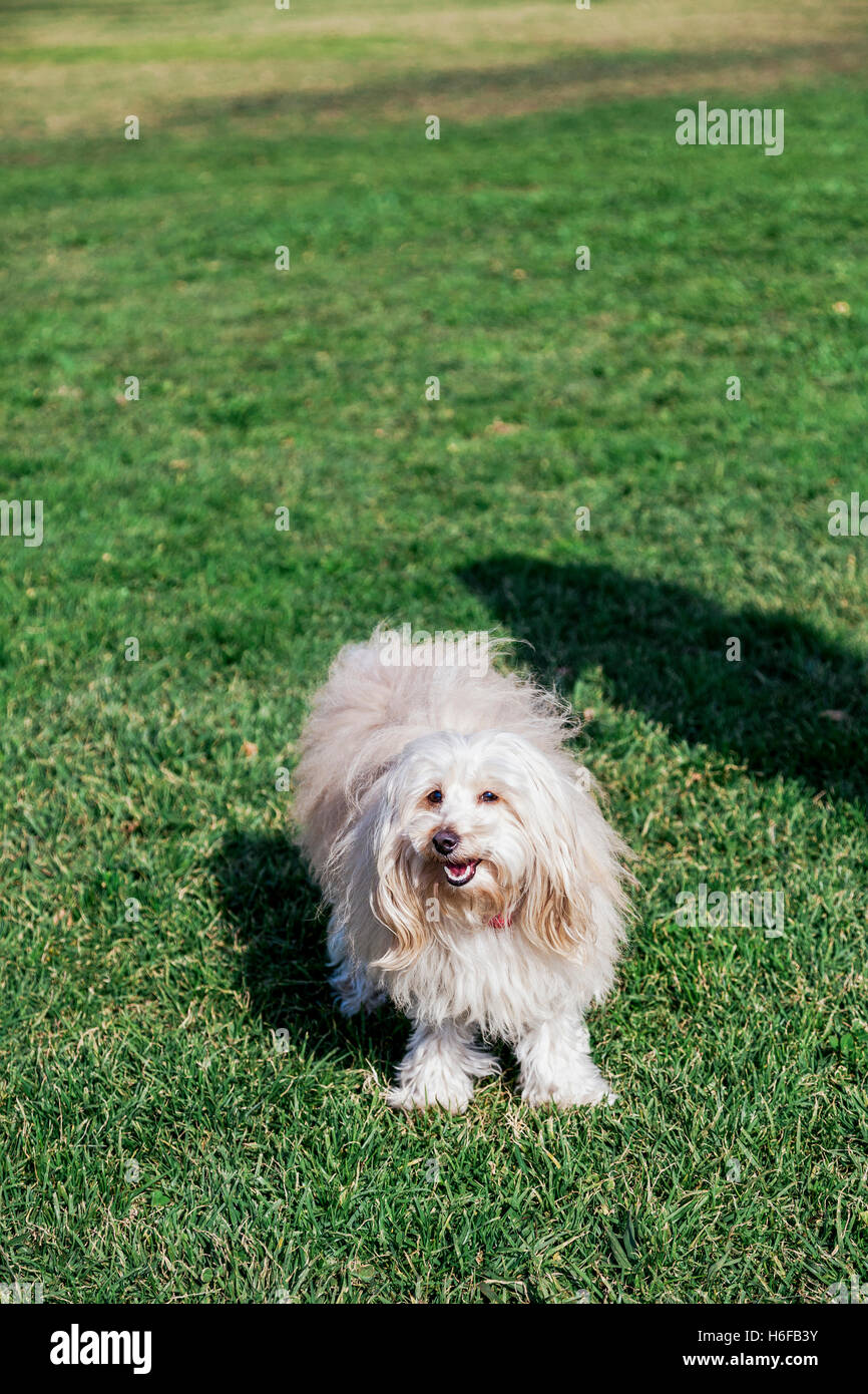 Porträt von einem Toypudel Hund sitzt in einem städtischen Park. Stockfoto