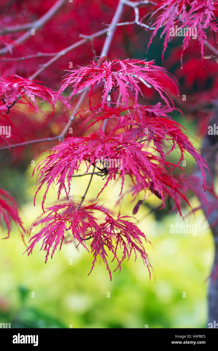 Acer Palmatum Dissectum 'Inaba Shidare' im Herbst. Japanische Ahorn im Herbst Stockfoto