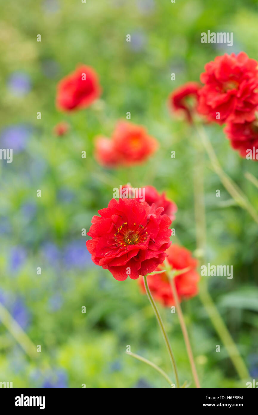 Geum 'Blazing Sunset' Blumen Stockfoto
