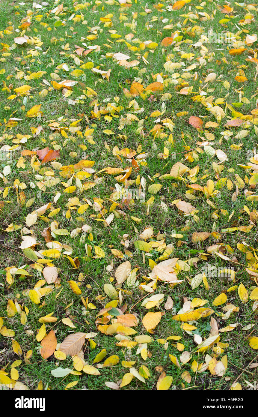 Gymnocladus Dioicus. Gefallenen Kentucky Coffeetree lässt auf eine Wiese im Garten. UK Stockfoto