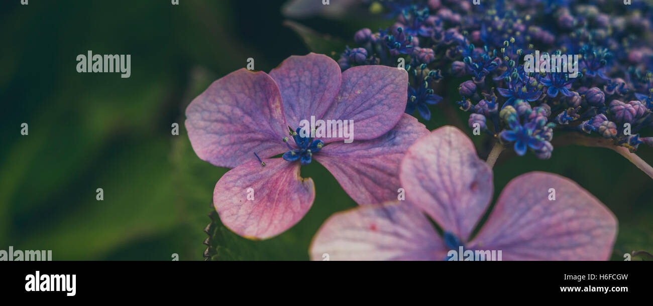 rosa blau-violetten Blüten und Blütenknospen Nahaufnahme mit Kelchblatt, Blütenblatt und Staubgefäße zeigen. Stockfoto