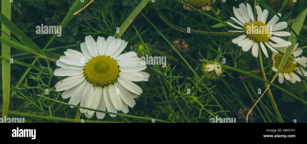 Weiße Margeriten erschossen vor einem grünen Hintergrund Gras und andere Pflanzen an einem bewölkten Tag Stockfoto