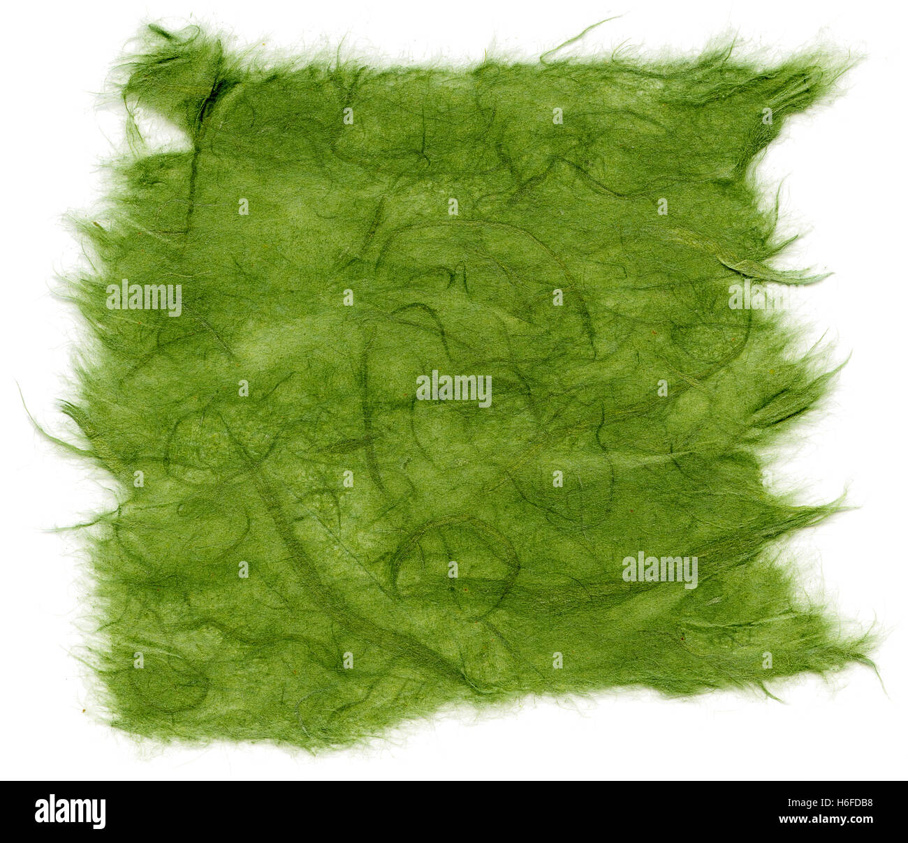 Textur des grünen Reispapier mit zerrissenen Kanten. Isoliert auf weißem Hintergrund. Mit 2400dpi mit einem professionellen Scanner gescannt. Stockfoto