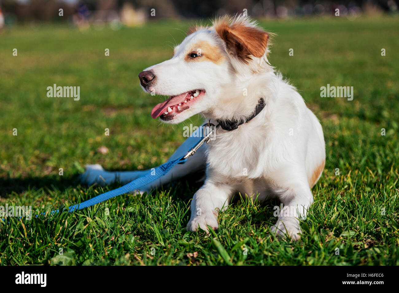 Porträt von einem Mischling Hund sitzt in einem städtischen Park. Stockfoto