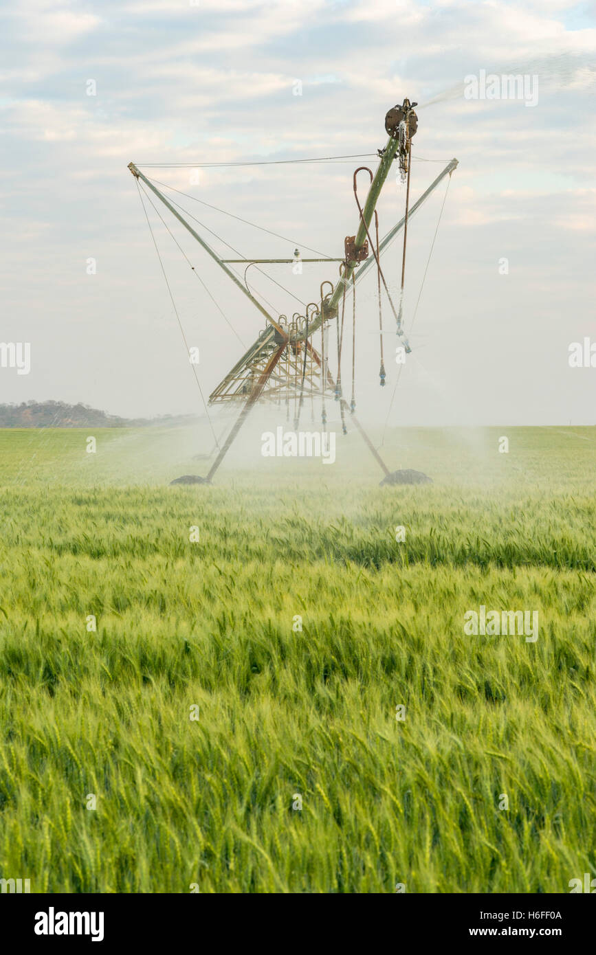 Weizen Feld Simbabwe Afrika Mitte Drehpunkt zu bewässern Stockfoto