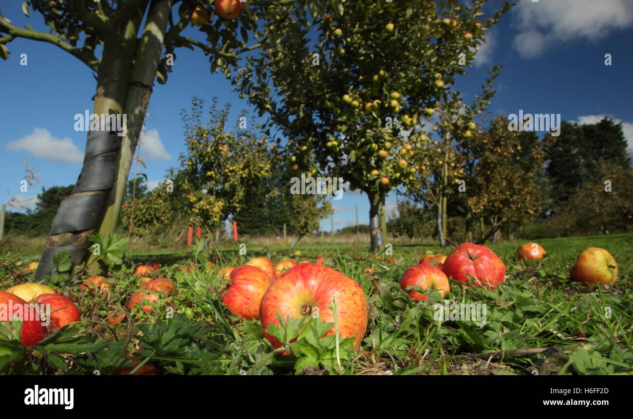 Apfelgarten. Windfall Äpfel in Hempsall Heritage Orchard, Nottinghamshire, England an einem glorreichen Oktobertag, Großbritannien Stockfoto