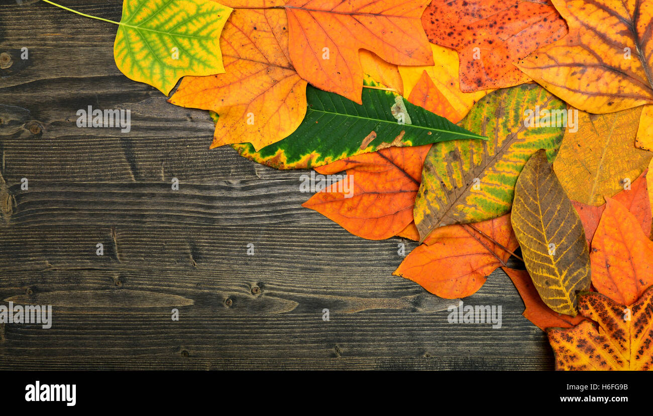 Herbst Baum Blatt über dunkle Holzplatte Hintergrund Stockfoto