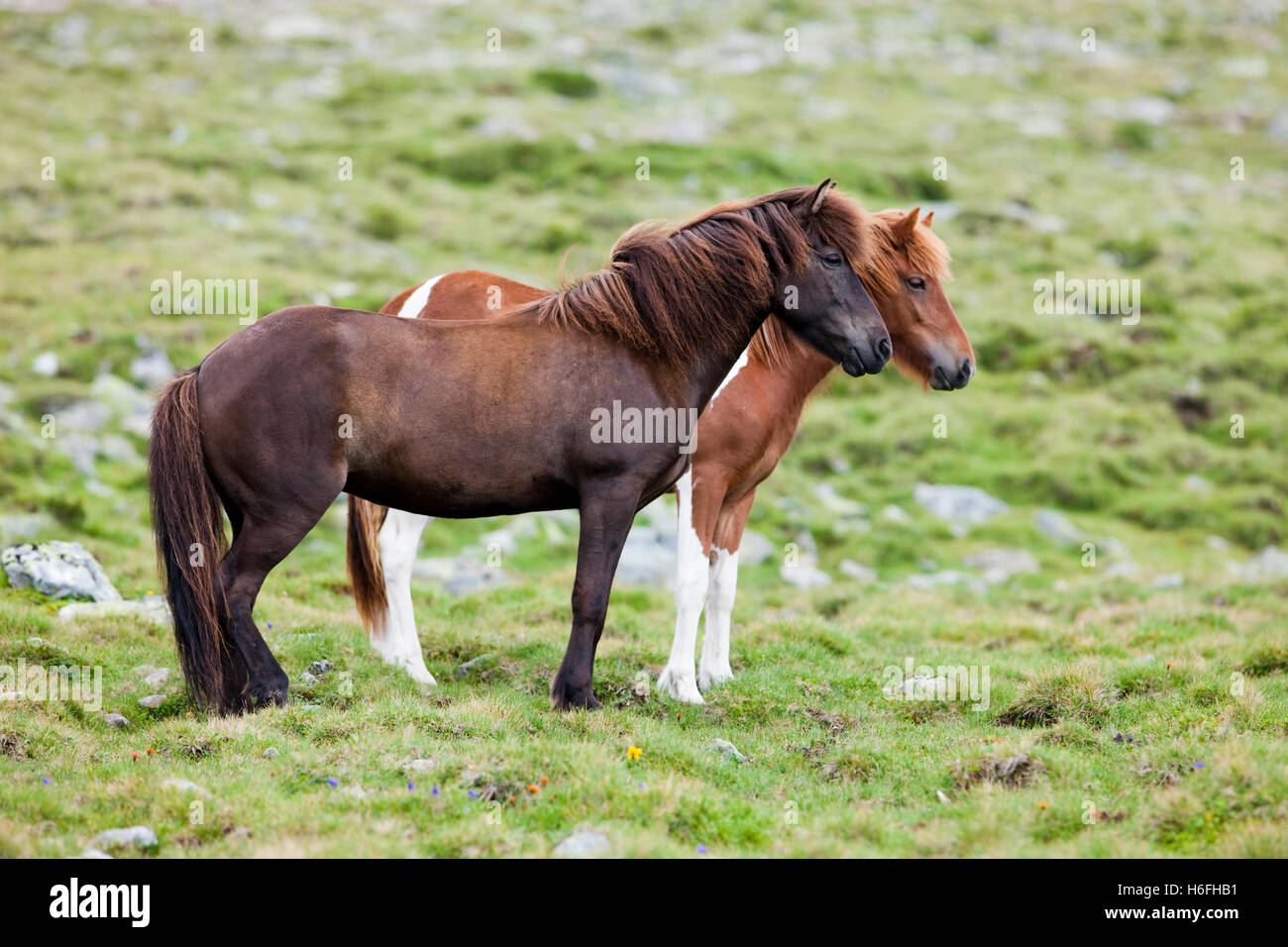 Kastanien und Sauerampfer Pinto Pferde auf der Weide, Kühtai Sattel passieren, Tirol, Österreich Stockfoto
