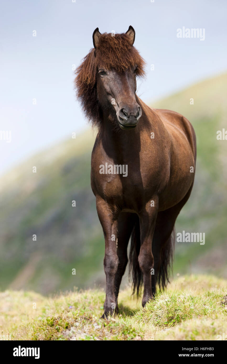 Isländische rotes Pferd auf der Weide, Kühtai Sattel passieren, Tirol, Österreich Stockfoto