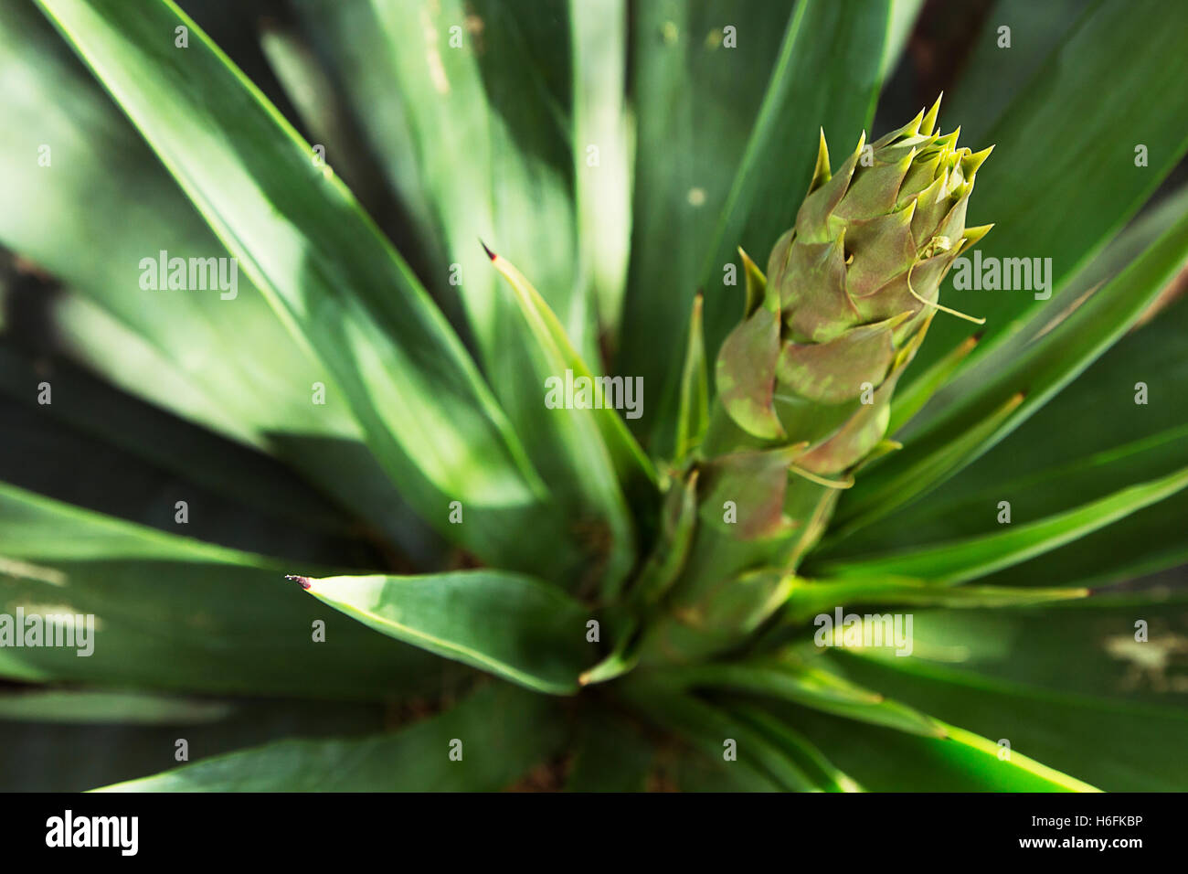 Nahaufnahme eines glatten agave Stockfoto
