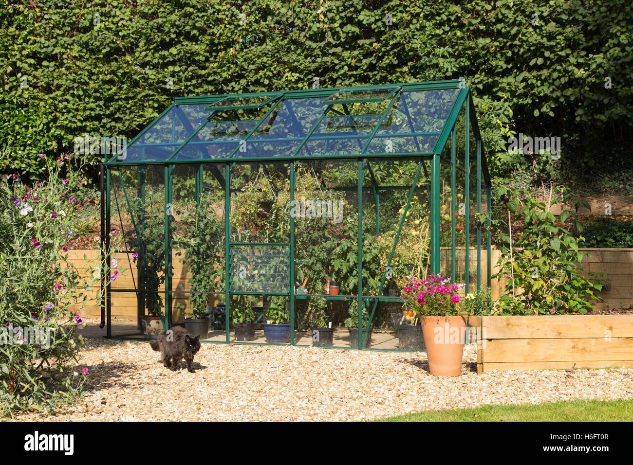 Ein grünes Metall Gewächshaus, belüftete Dachfenster, Schiebetüren, Tomaten und Chrysanthemen wachsen und Familienkatze besuchen Stockfoto