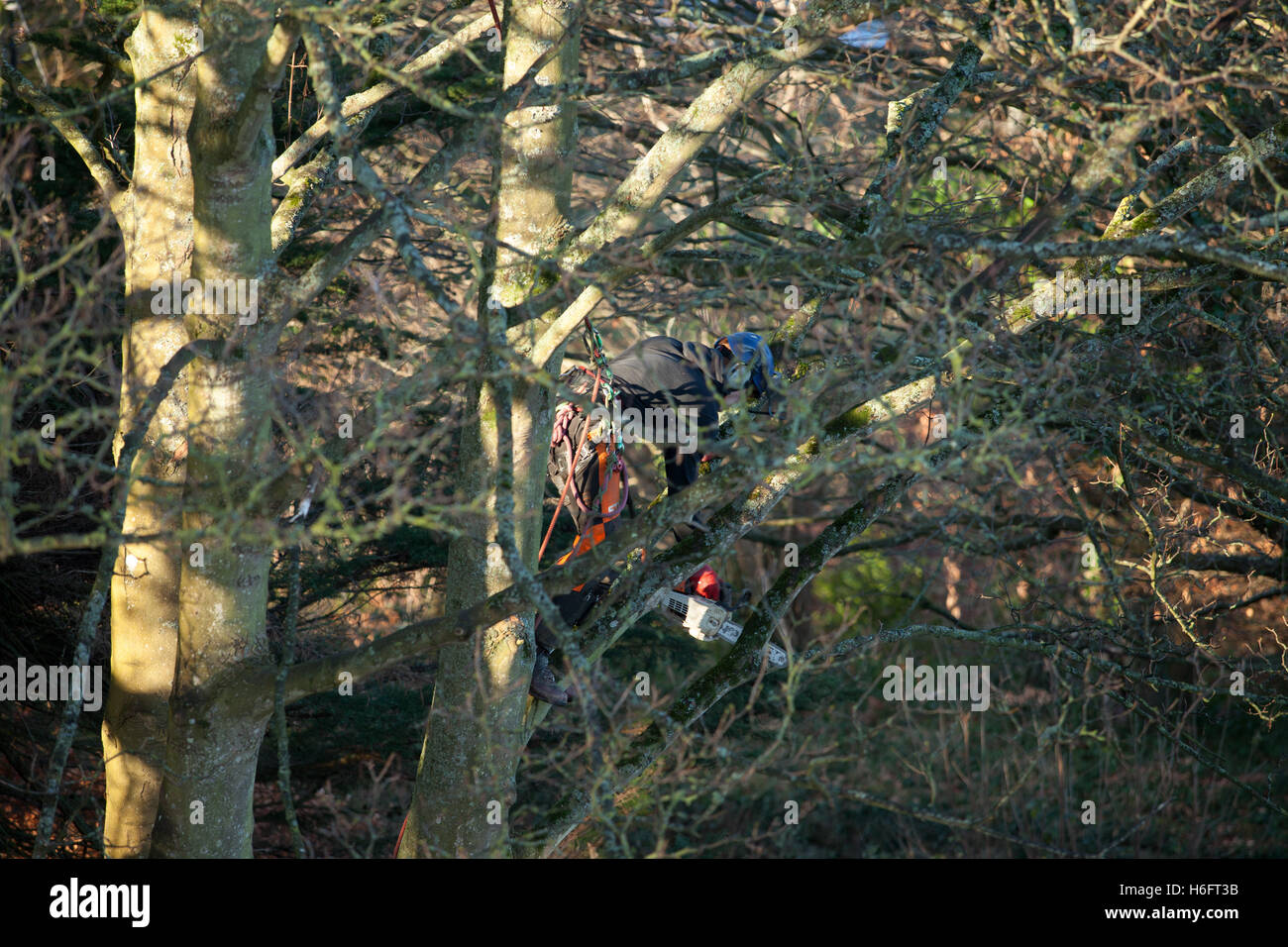 Ein Baumpfleger, fast versteckt zwischen die Zweige einer Platane wie es abgeholzt ist Stockfoto