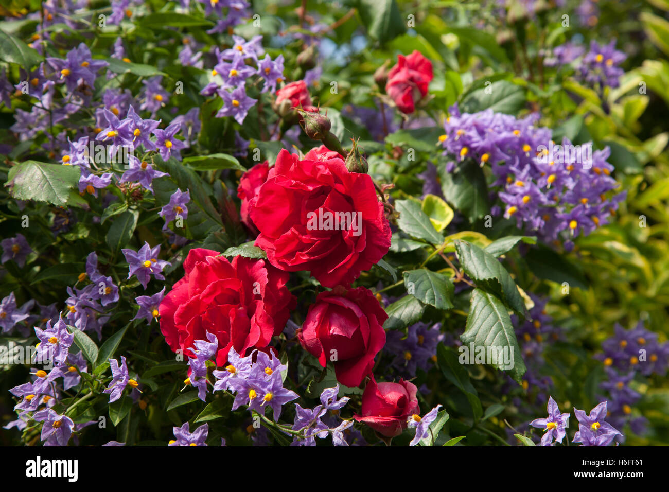 Solanum Crispum "Glasnevin" wächst um eine lebendige rote Klettern rose Stockfoto