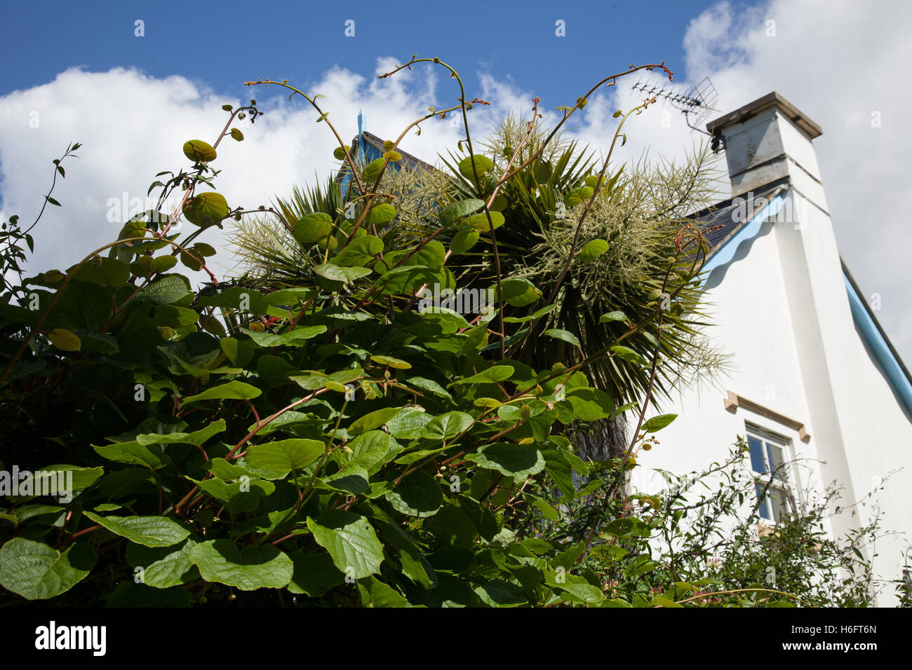 Eine Kiwi-Frucht-Rebe (Schnitt Deliciosa, A. Mischpflanzungen) klettert ein Spalier neben einem weißen Haus. Stockfoto