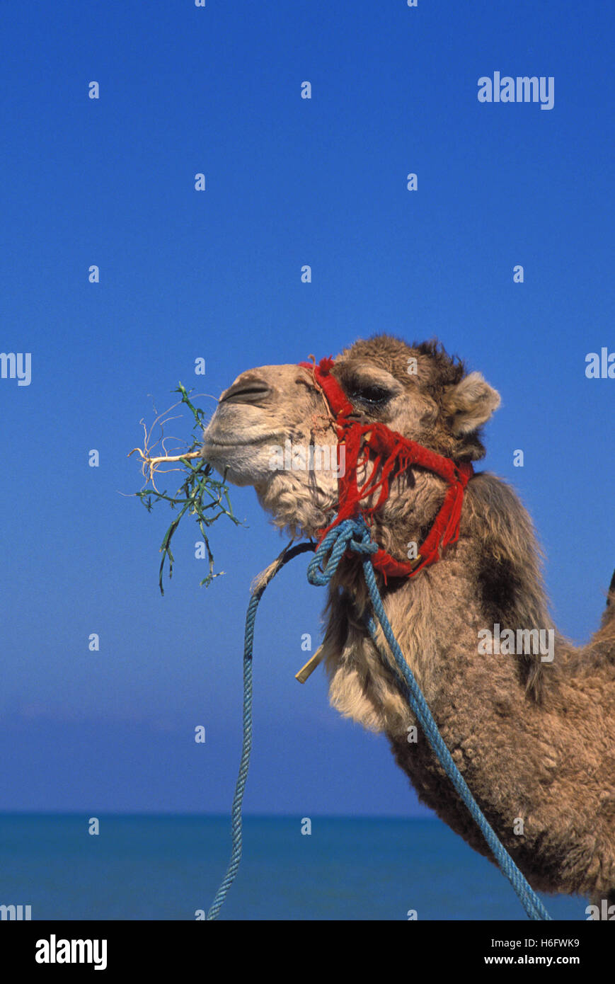 Tunesien, Jarbah Insel, Kamel am Strand Sidi Mahrez. Stockfoto