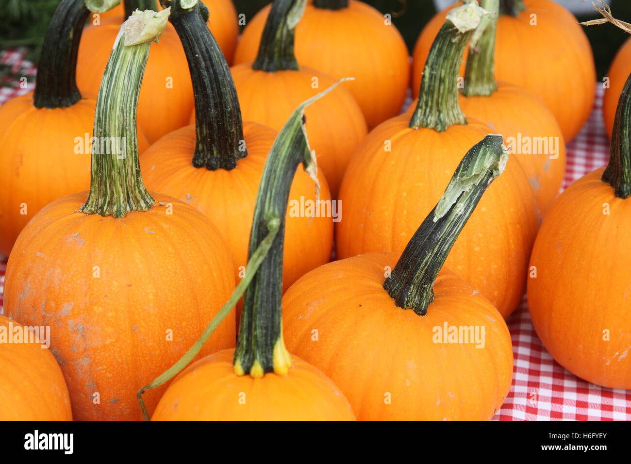 Kürbisse auf dem display Stockfoto