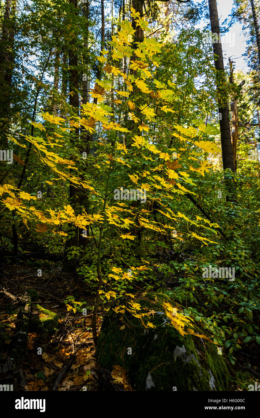 Ein Big Leaf Ahorn (Acer Macrophyllum) Bäumchen im Yosemite National Park im Oktober 2016 Stockfoto