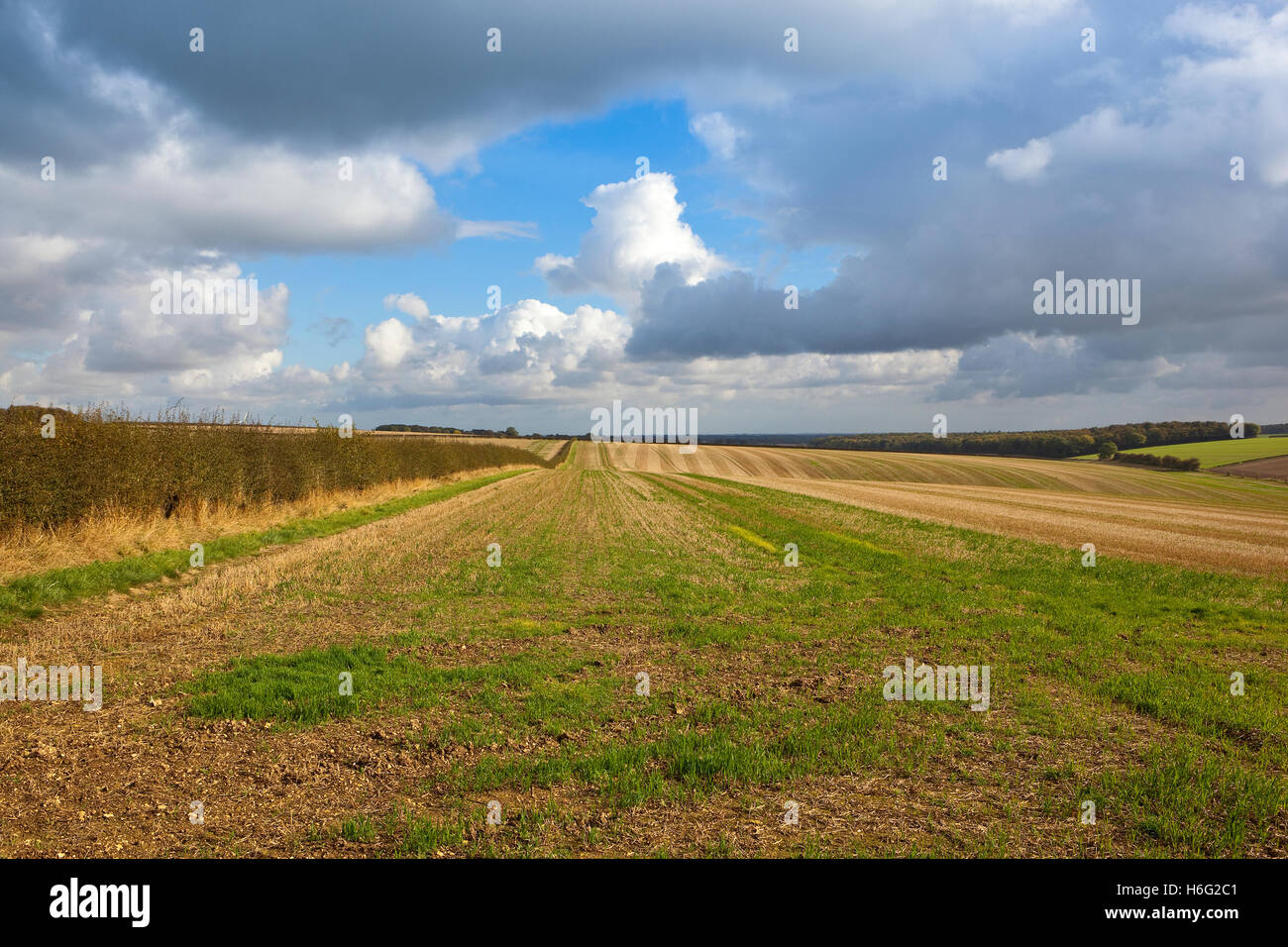 Muster und Texturen von Stoppelfeldern und Weißdorn-Hecken der Yorkshire Wolds im Herbst unter einem dramatischen regnerischen Himmel. Stockfoto