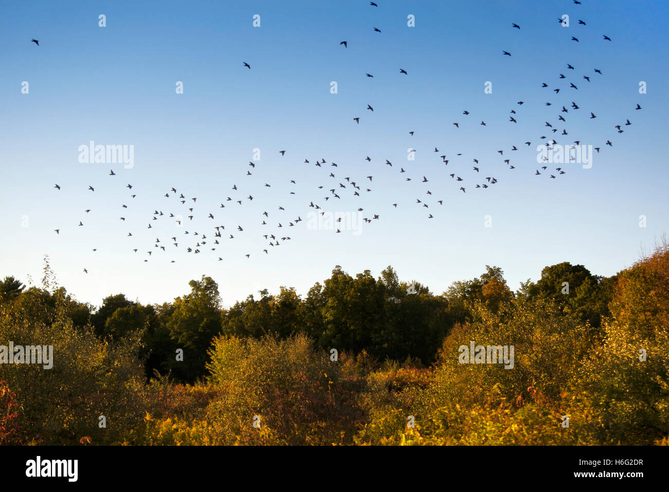 Vogelschwarm über blauen Himmel fliegen Stockfoto