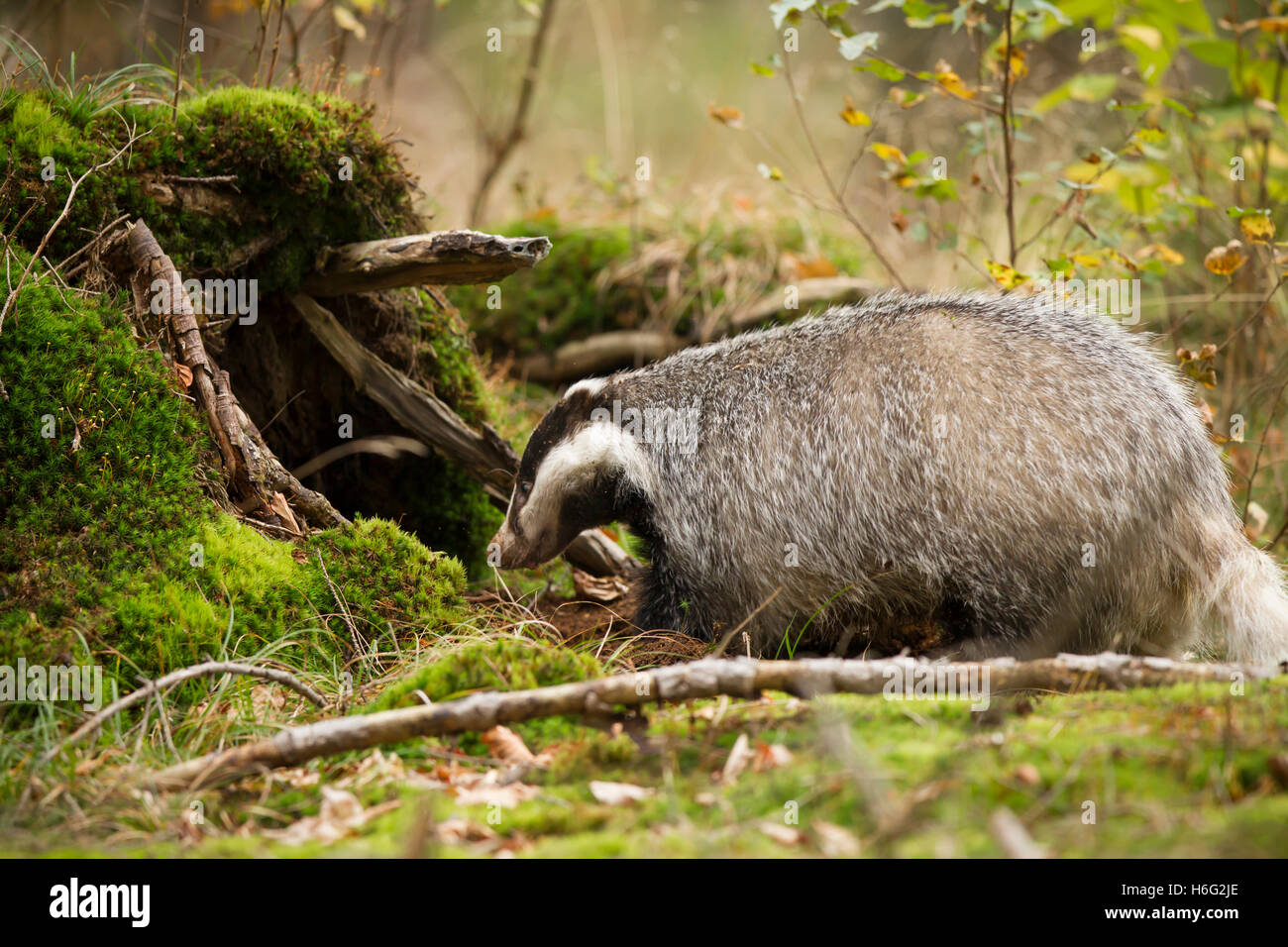 Dachs, Meles Meles, Europäischer Dachs Stockfoto
