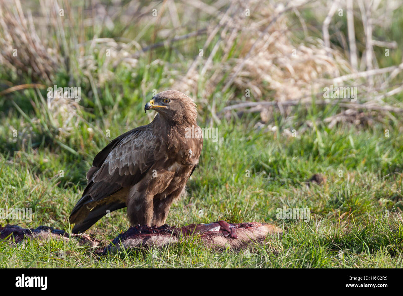 Schreiadler Aquila Pomarina, Schreiadler Stockfoto