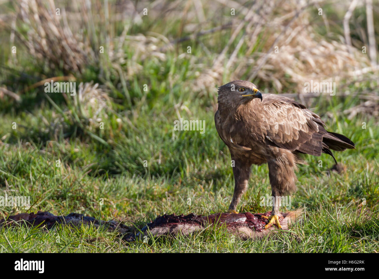 Schreiadler Aquila Pomarina, Schreiadler Stockfoto