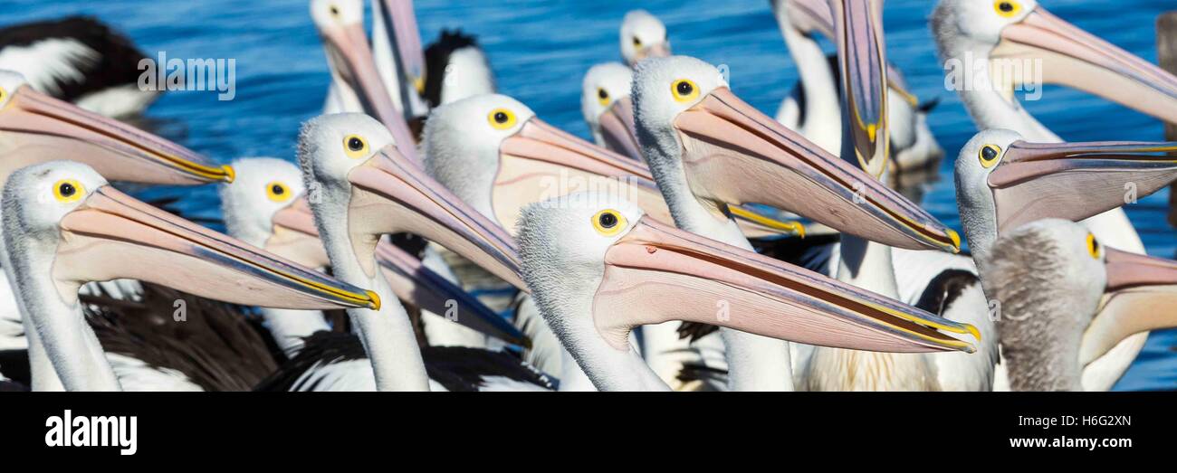 Pelikane bei der Fütterung an der Einfahrt, New South Wales - NSW - Australien Stockfoto