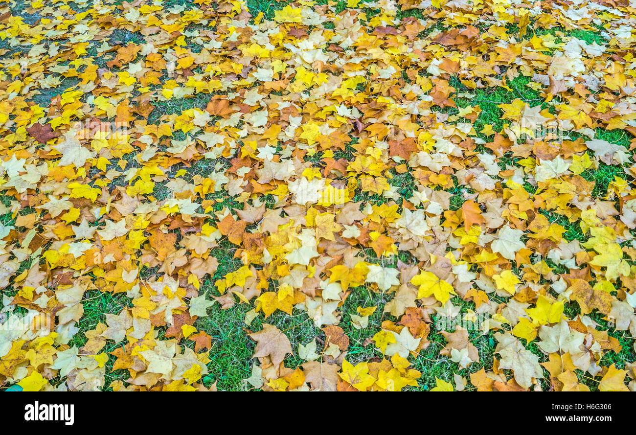 Ein Herbst Teppich aus gelben und braunen Blätter in Sussex, England Stockfoto