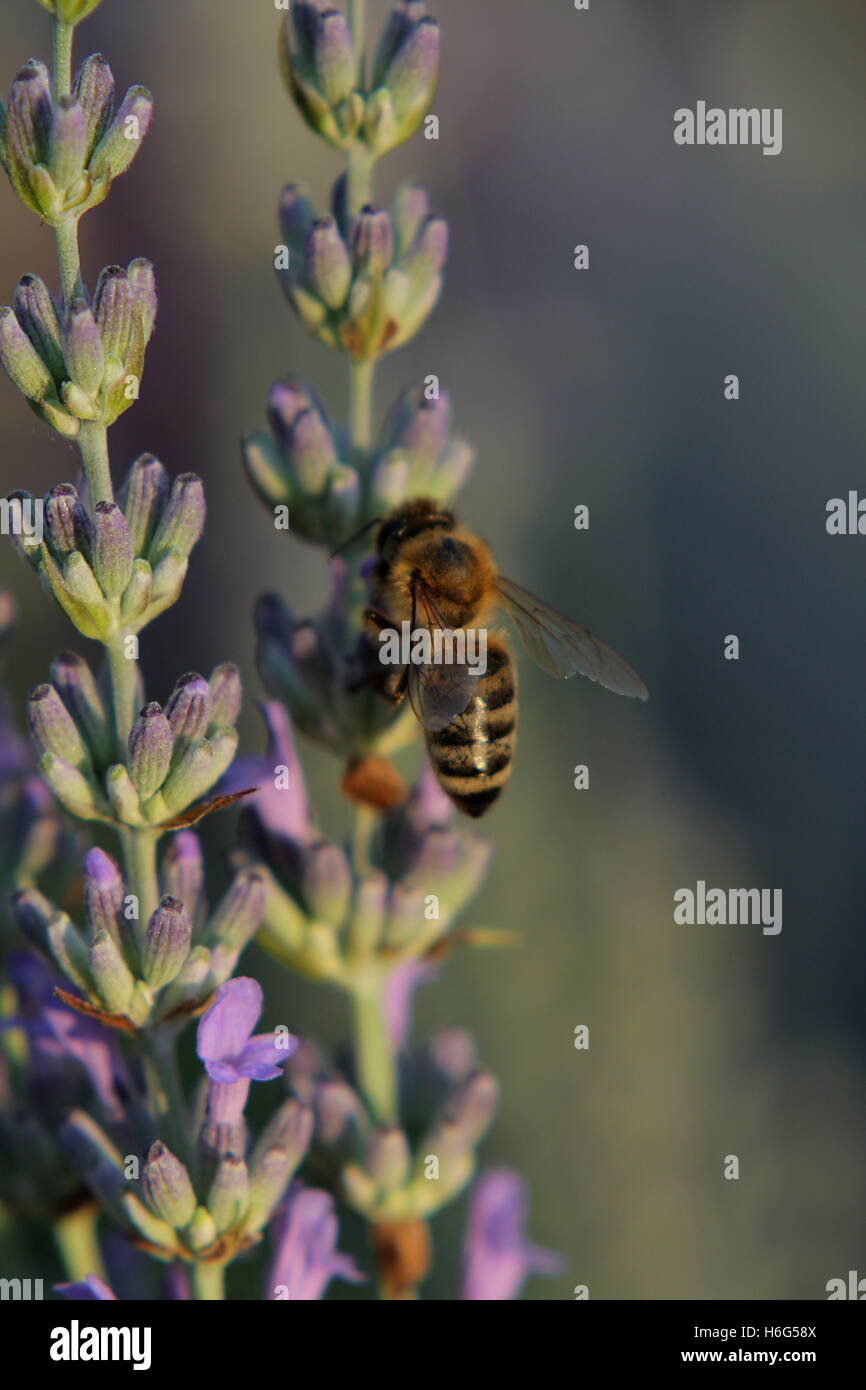 Biene auf einer Lavendel-Knospe, die Nektar suchen Stockfoto