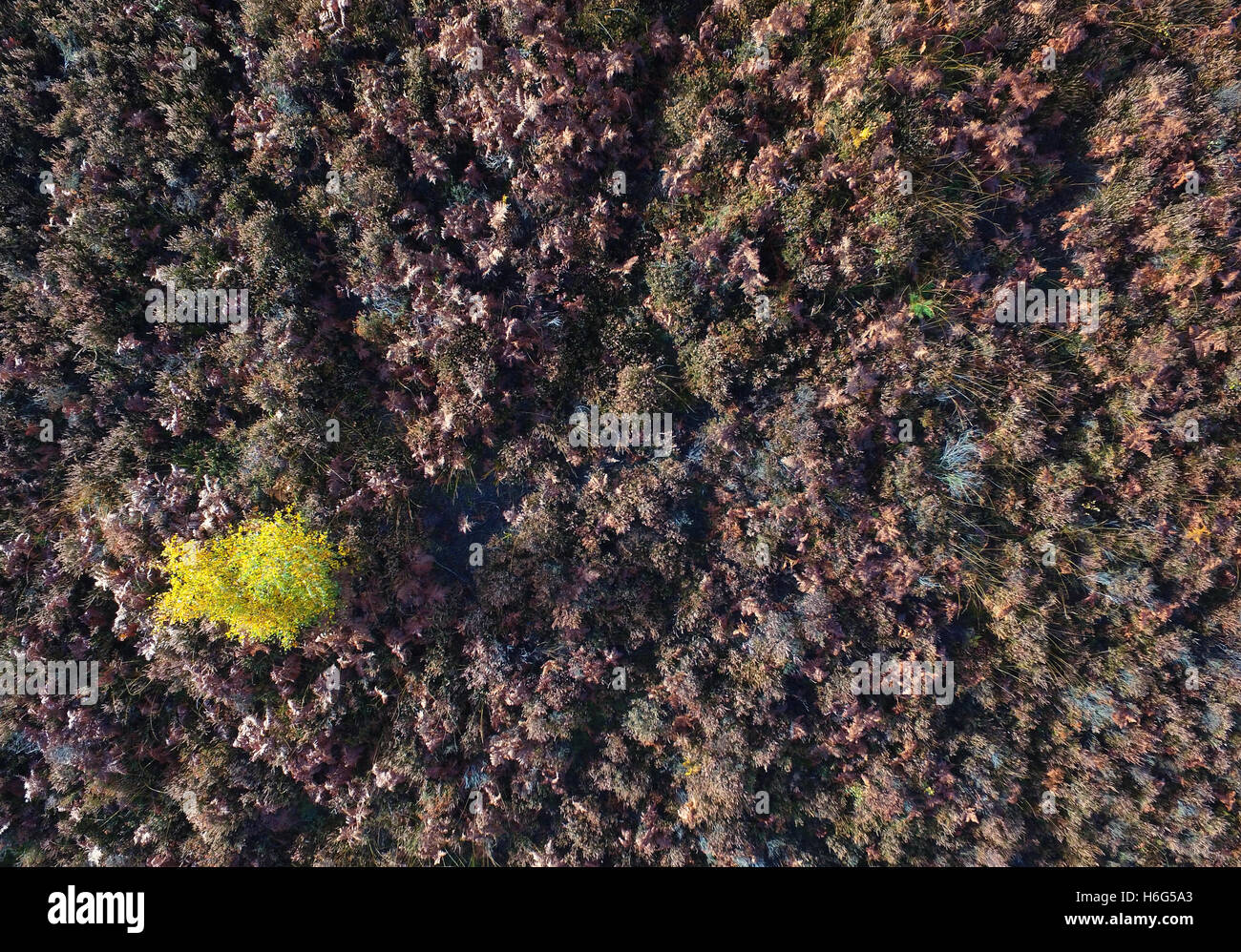 Vogelperspektive von einem kleinen Baum im Herbst Farbe umgeben von Bracken - Ashdown Forest, East Sussex Stockfoto