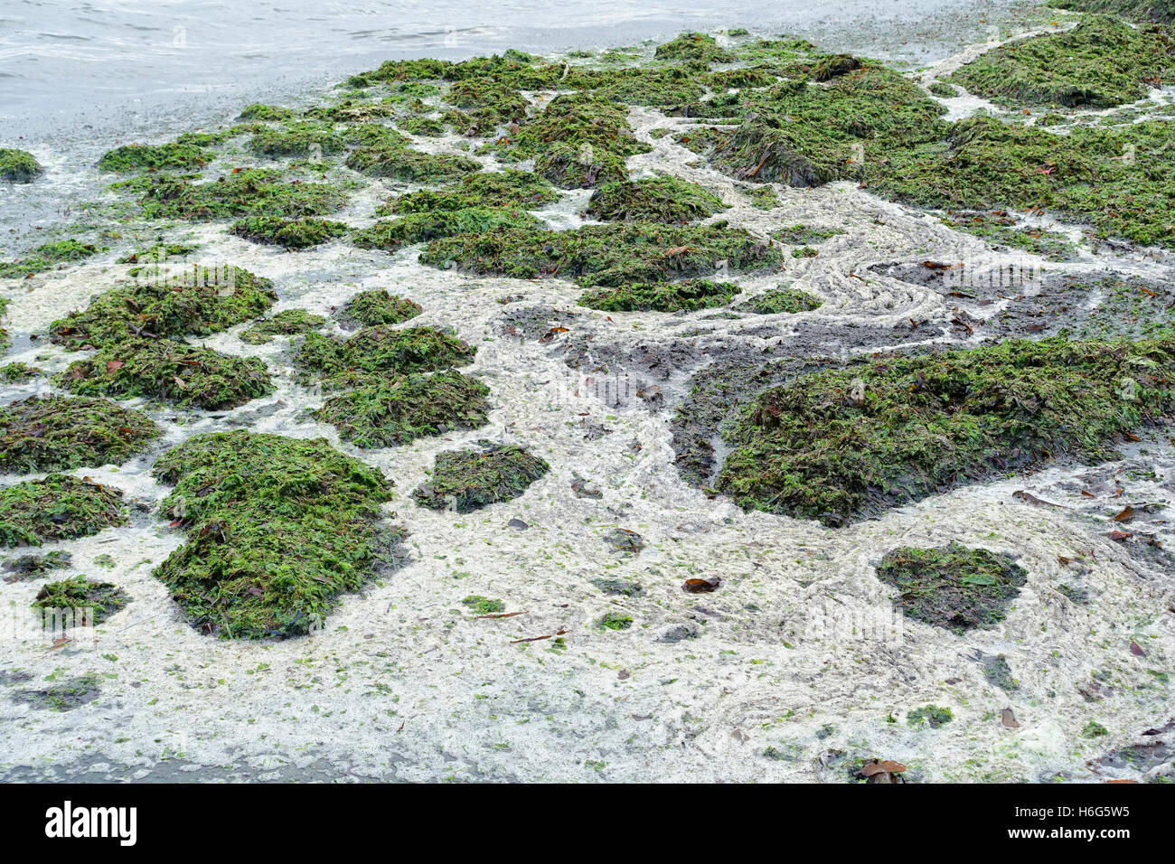 Algen und Wasserverschmutzung am Strand von Abbey Sands, Torquay, Devon, Großbritannien Stockfoto