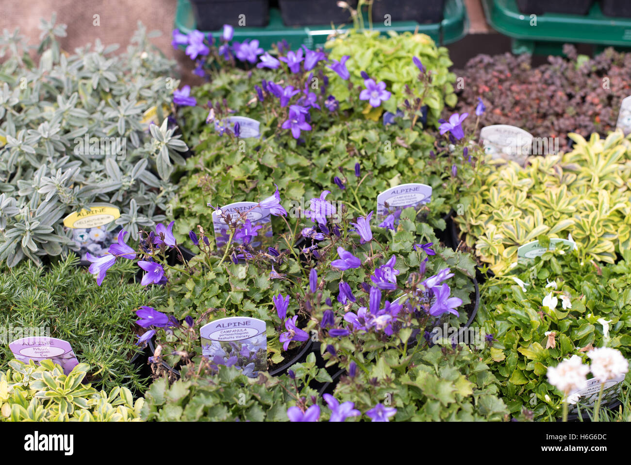 Blume-Stall, Freitag Straße Markt, Brentwood, Essex, Stockfoto