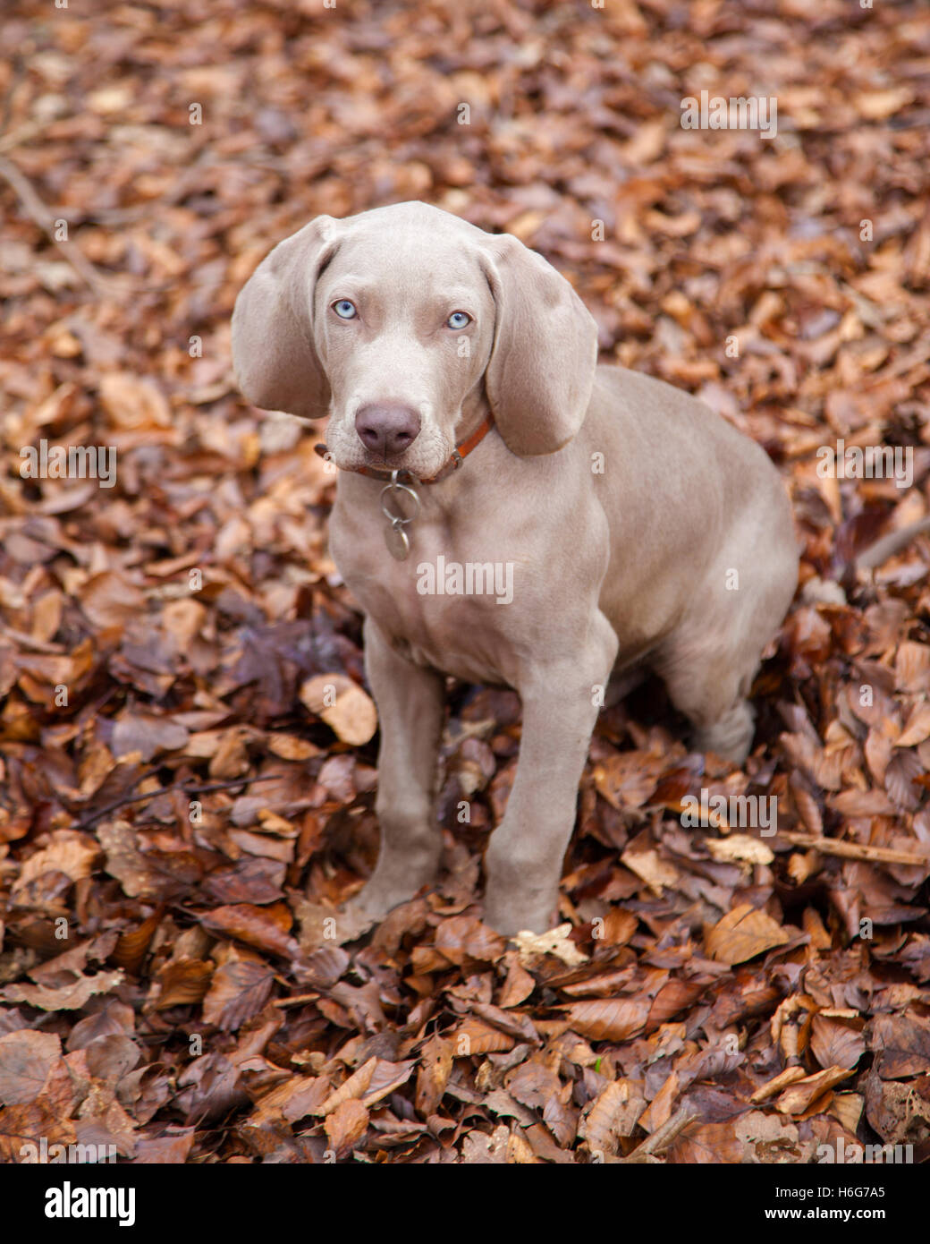 Sechs Monate alte Weimaraner Welpe Rüde fotografiert in einem Wald im Herbst Stockfoto